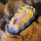 Nudibranch Magnetic Charms