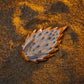 Nudibranch Magnetic Charms