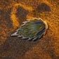 Nudibranch Magnetic Charms