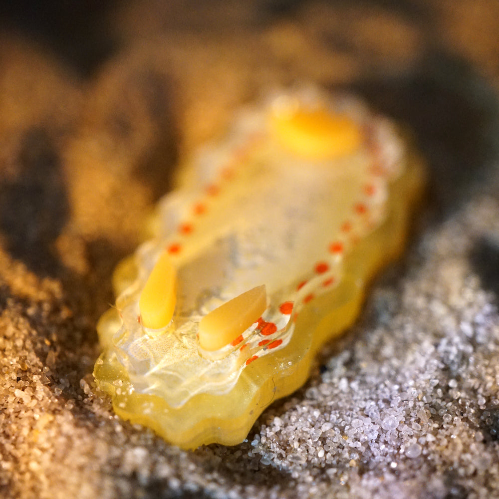 Nudibranch Magnetic Charms