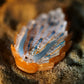 Nudibranch Magnetic Charms