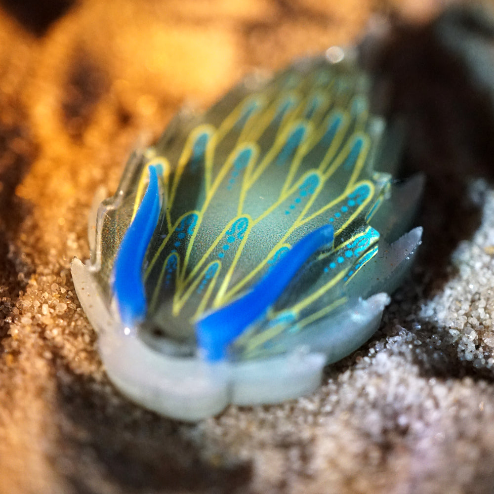 Nudibranch Magnetic Charms
